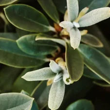Jojoba